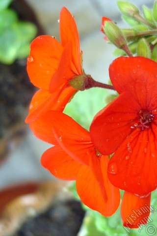 A mobile wallpaper and MMS picture for Apple iPhone 7s, 6s, 5s, 4s, Plus, iPods, iPads, New iPads, Samsung Galaxy S Series and Notes, Sony Ericsson Xperia, LG Mobile Phones, Tablets and Devices: Red Colored Pelargonia -Geranium- flower.
