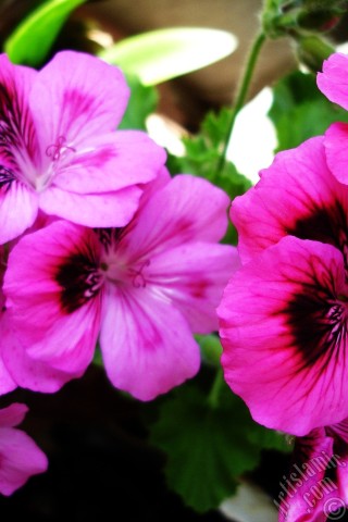 A mobile wallpaper and MMS picture for Apple iPhone 7s, 6s, 5s, 4s, Plus, iPods, iPads, New iPads, Samsung Galaxy S Series and Notes, Sony Ericsson Xperia, LG Mobile Phones, Tablets and Devices: Dark pink mottled Pelargonia -Geranium- flower.
