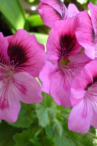 A mobile wallpaper and MMS picture for Apple iPhone 7s, 6s, 5s, 4s, Plus, iPods, iPads, New iPads, Samsung Galaxy S Series and Notes, Sony Ericsson Xperia, LG Mobile Phones, Tablets and Devices: Dark pink mottled Pelargonia -Geranium- flower.
