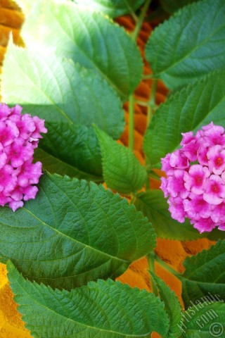 A mobile wallpaper and MMS picture for Apple iPhone 7s, 6s, 5s, 4s, Plus, iPods, iPads, New iPads, Samsung Galaxy S Series and Notes, Sony Ericsson Xperia, LG Mobile Phones, Tablets and Devices: Lantana camara -bush lantana- flower.
