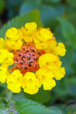 A mobile wallpaper and MMS picture for Apple iPhone 7s, 6s, 5s, 4s, Plus, iPods, iPads, New iPads, Samsung Galaxy S Series and Notes, Sony Ericsson Xperia, LG Mobile Phones, Tablets and Devices: Lantana camara -bush lantana- flower.
