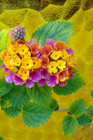 A mobile wallpaper and MMS picture for Apple iPhone 7s, 6s, 5s, 4s, Plus, iPods, iPads, New iPads, Samsung Galaxy S Series and Notes, Sony Ericsson Xperia, LG Mobile Phones, Tablets and Devices: Lantana camara -bush lantana- flower.
