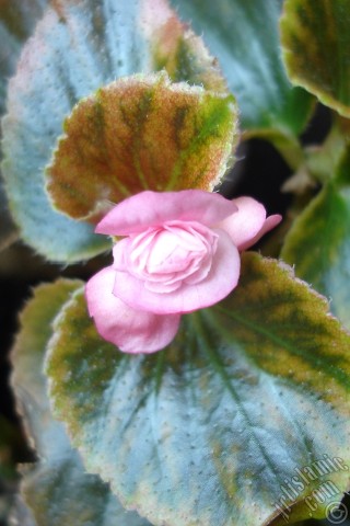 A mobile wallpaper and MMS picture for Apple iPhone 7s, 6s, 5s, 4s, Plus, iPods, iPads, New iPads, Samsung Galaxy S Series and Notes, Sony Ericsson Xperia, LG Mobile Phones, Tablets and Devices: Wax Begonia -Bedding Begonia- with pink flowers and green leaves.
