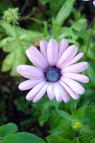 A mobile wallpaper and MMS picture for Apple iPhone 7s, 6s, 5s, 4s, Plus, iPods, iPads, New iPads, Samsung Galaxy S Series and Notes, Sony Ericsson Xperia, LG Mobile Phones, Tablets and Devices: Pink color Trailing African Daisy -Freeway Daisy, Blue Eyed Daisy- flower.
