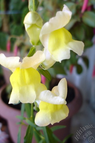 A mobile wallpaper and MMS picture for Apple iPhone 7s, 6s, 5s, 4s, Plus, iPods, iPads, New iPads, Samsung Galaxy S Series and Notes, Sony Ericsson Xperia, LG Mobile Phones, Tablets and Devices: Yellow Snapdragon flower.
