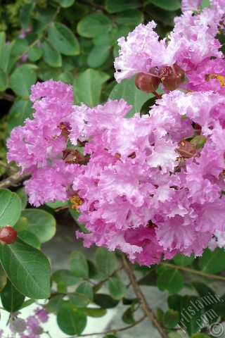 A mobile wallpaper and MMS picture for Apple iPhone 7s, 6s, 5s, 4s, Plus, iPods, iPads, New iPads, Samsung Galaxy S Series and Notes, Sony Ericsson Xperia, LG Mobile Phones, Tablets and Devices: Crape Myrtle -Crepe Myrtle- flower.
